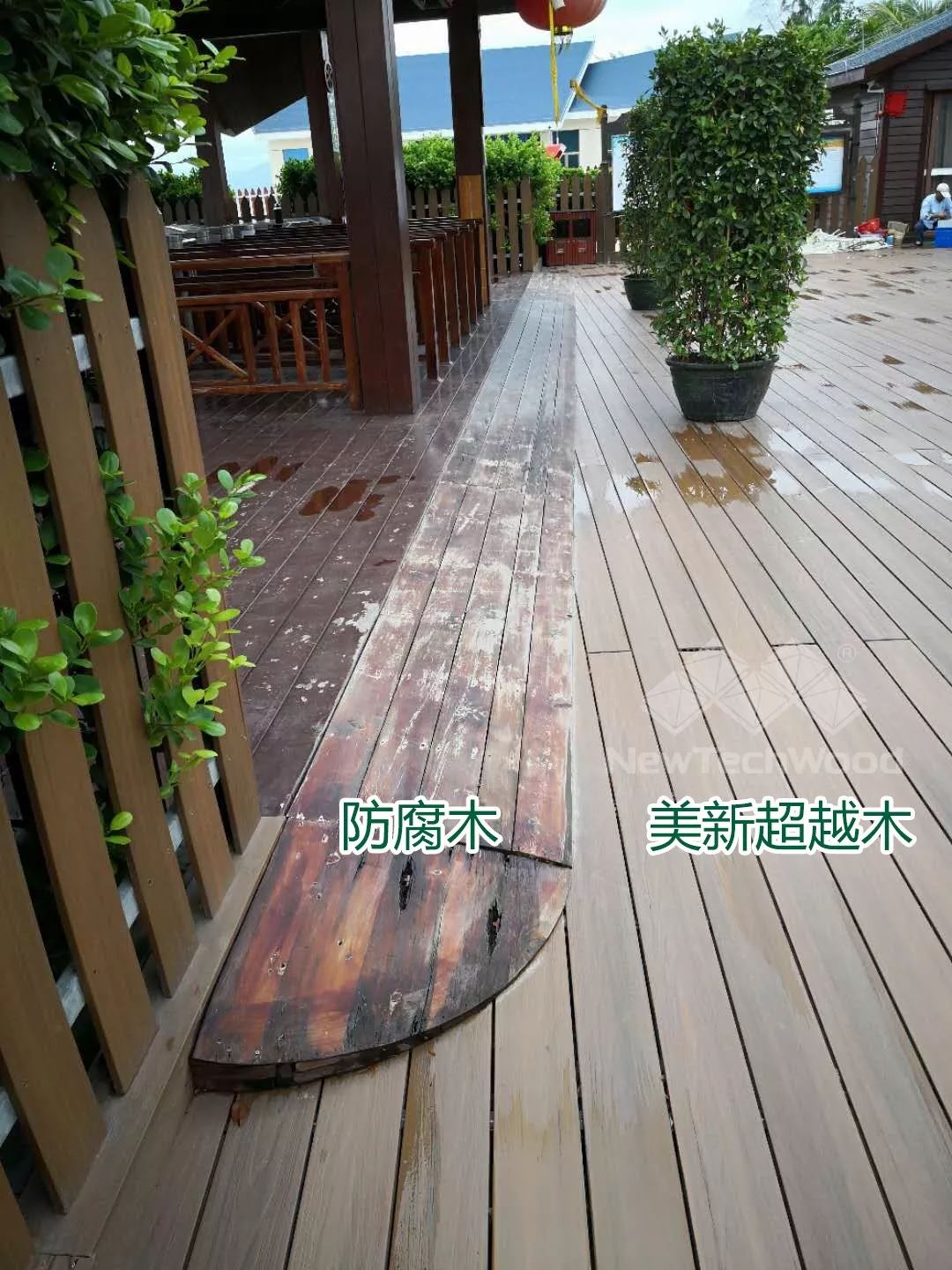 歷經(jīng)風(fēng)吹雨打，依舊亮麗如初的美新超越木